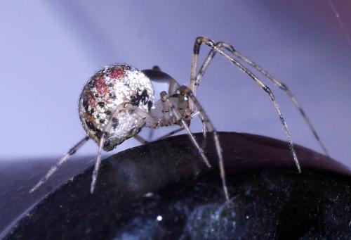 Réf. 307 318 : Platnickina tincta